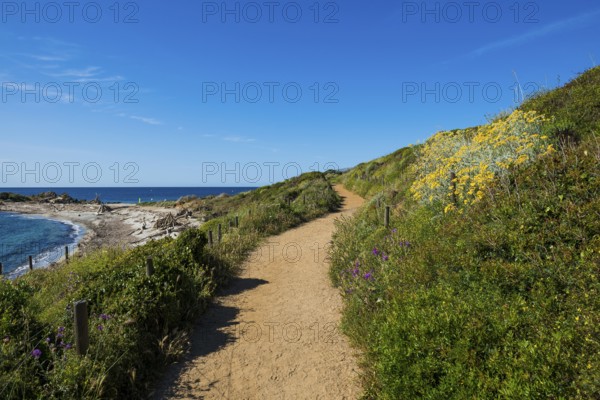 Picturesque hiking trail on the coast, Sentier du littoral, Cap Taillat, Saint Tropez, Var, French Riviera, Provence-Alpes-Cote d'Azur, Cote d Azur, France