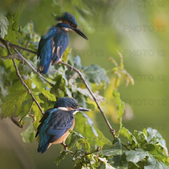 Father and son... Kingfisher (Alcedo atthis), young bird (front) sitting together with adult bird (back) in the bushes near the shore, native nature, wildlife, North Rhine-Westphalia, Rhineland, Germany, Western Europe