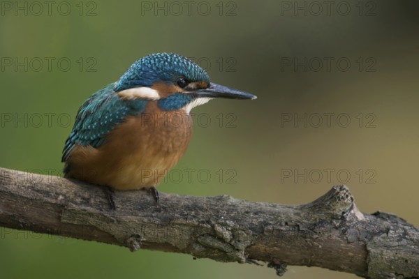 Black feet... Kingfisher (Alcedo atthis), young bird, recognisable by the dark foot colour, freshly fledged, just fledged, early independent, native nature, North Rhine-Westphalia, Rhineland, Germany, Western Europe