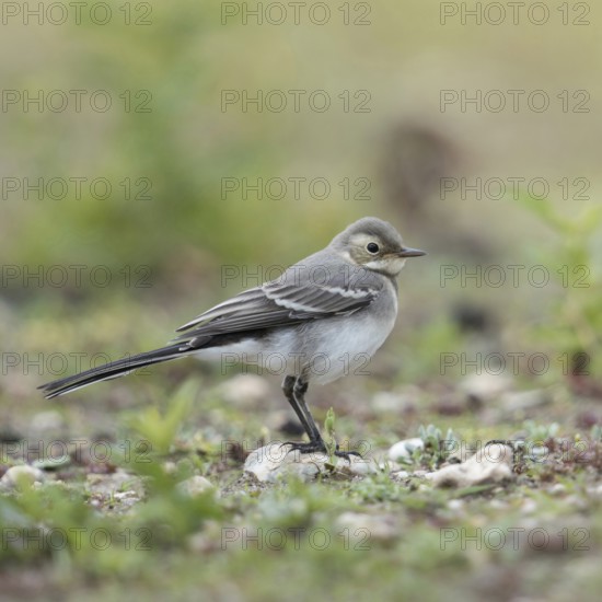 Young bird... White wagtail (Motacilla alba) in typical habitat, on a ruderal area, dry fallow land, wildlife, native nature, North Rhine-Westphalia, Rhineland, Germany, Western Europe
