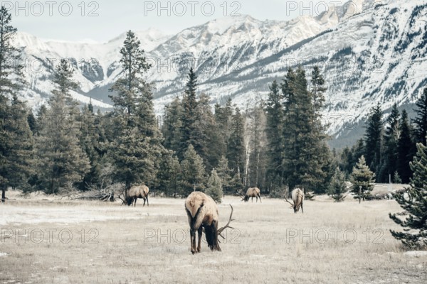Wildlife on a winter road trip on the Icefields Parkway with lots of snow and ice, Banff National Park, Jasper National Park, Alberta, Canada