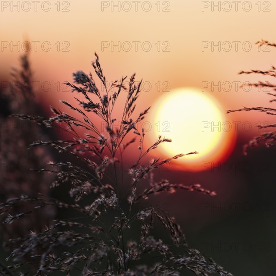 Reed (Phragmites australis), flower panicles in a marshy area, sunset, Saintes-Maries-de-la-Mer, Camargue Regional nature park Park, France