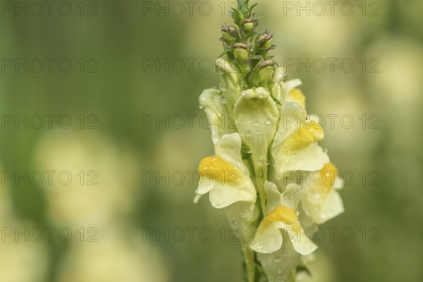 Common toadflax (Linaria vulgaris), Emsland, Lower Saxony, Germany