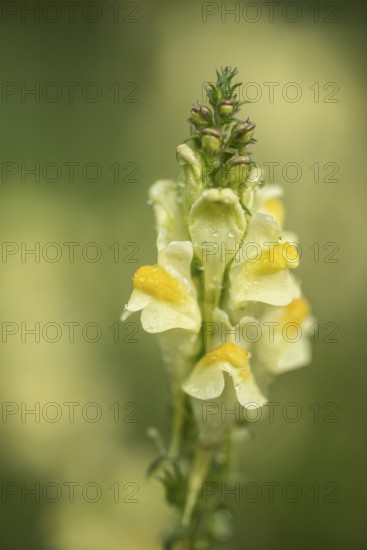 Common toadflax (Linaria vulgaris), Emsland, Lower Saxony, Germany