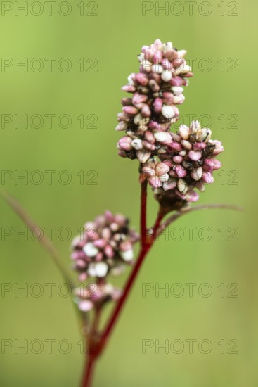 Flea knotweed (Persicaria maculosa), Emsland, Lower Saxony, Germany