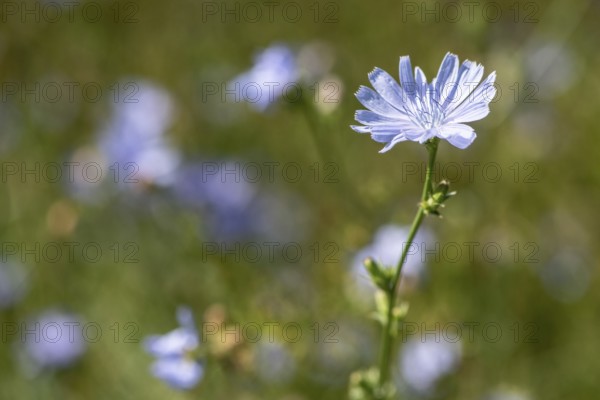 Chicory (Cichorium intybus), Lower Saxony, Germany