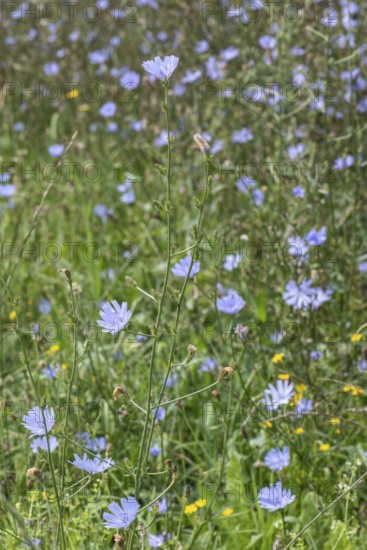 Chicory (Cichorium intybus), Lower Saxony, Germany