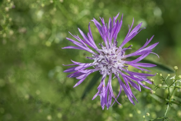 Meadow knapweed (Centaurea jacea), Lower Saxony, Germany