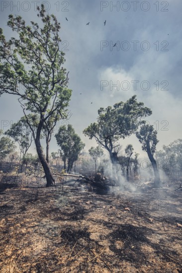 Bushfires in the Australian outback