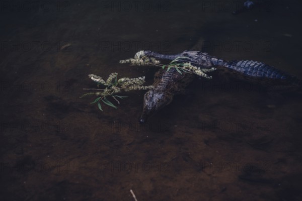 Special light atmosphere with crocodile in the outback in Windjana Gorge National Park in Australia