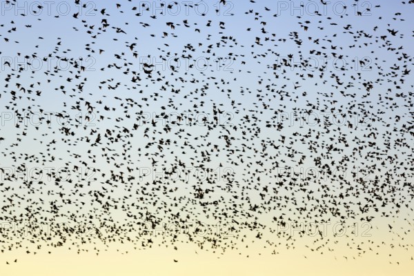 A flock of soaring starlings (Sturnus vulgaris) in the evening sky, full-frame, Camargue Regional Natural Park, France