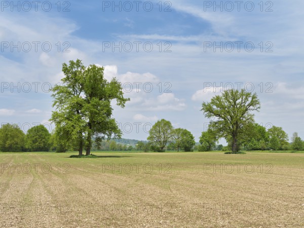 A group of English oaks (Quercus robur), standing in a field during leaf emergence, Siebeneichen nature reserve, Freiamt, Canton Aargau, Switzerland