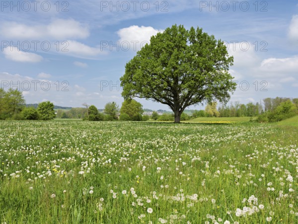 English oak (Quercus robur), leaf budding in front of a blue cloudy sky, Freiamt, Canton Aargau, Switzerland