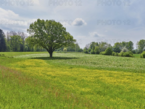 English oak (Quercus robur), in meadow of flowering buttercup, Freiamt, Canton Aargau, Switzerland