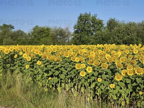 Field of flowering sunflowers (Helianthus annuus), Canton Zug, Switzerland