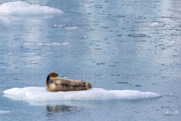 Bearded seal (Erignathus barbatus) on an ice floe, Lillienhöökbreen, Spitsbergen