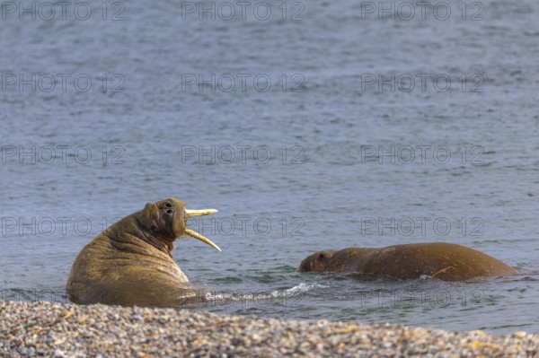 Two walruses (Rosmarus arcticus) in the water, Mammals (Mammalia), Eolusneset, Spitsbergen, Svalbard