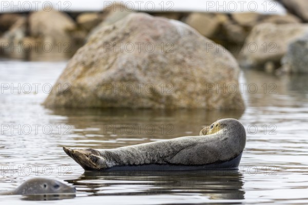 Harbour seal (Phoca vitulina) lying on a stone in the water, Mammals (Mammalia), Smeerenburgbreen, Spitsbergen, Svalbard