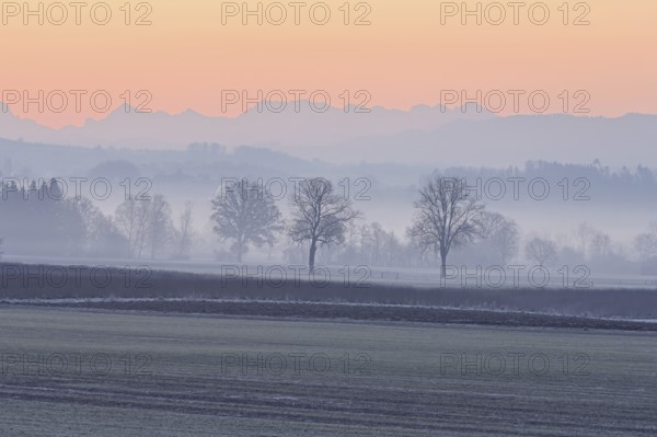 Meadows and trees in the early morning mist in the light of dawn, Reusstal, Aristau, Freiamt, Canton Aargau, Switzerland