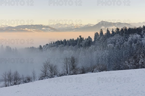 Freshly snow-covered forest, behind the Alps with Rigi, Horben, Freiamt, Canton Aargau, Switzerland