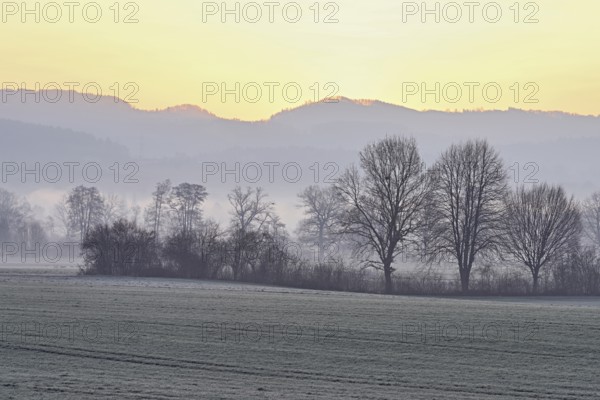 Meadows and trees in the early morning mist in the light of the rising sun, Reusstal, Aristau, Freiamt, Canton Aargau, Switzerland