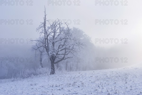 Shrubs and trees in hoarfrost and fog, Horben, Lindenberg, Freiamt, Canton Aargau, Switzerland