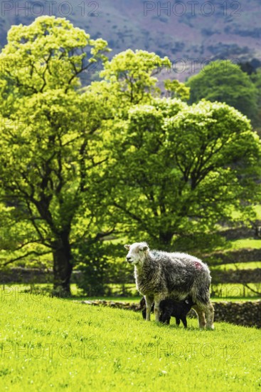 Sheep and farm in Lake District National Park, Coniston Water, Cumbria, England, United Kingdom