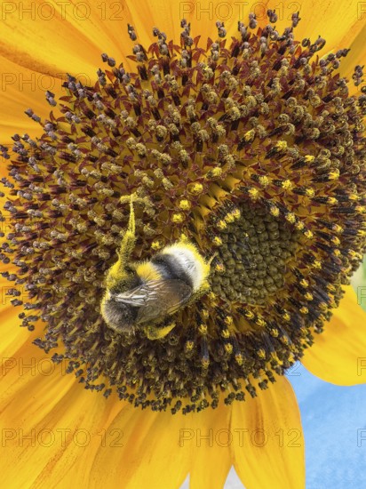 Bumblebee (Bombus) sits in flower of sunflower (Helianthus annuus) collects pollen and nectar has pollen on its body for pollination, International