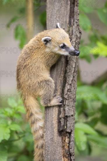 South American coati (Nasua nasua) youngster klimbing a little tree, captive, Zoo Augsburg