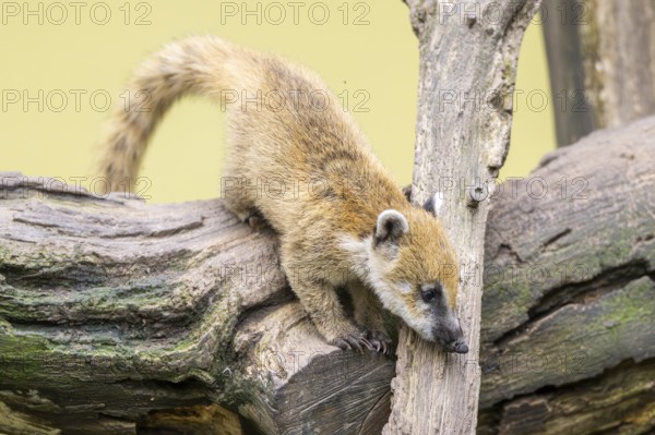 South American coati (Nasua nasua) youngster klimbing a little tree, captive, Zoo Augsburg