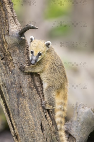 South American coati (Nasua nasua) youngster klimbing a little tree, captive, Zoo Augsburg