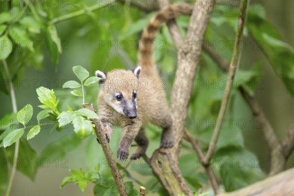 South American coati (Nasua nasua) youngster klimbing a little tree, captive, Zoo Augsburg