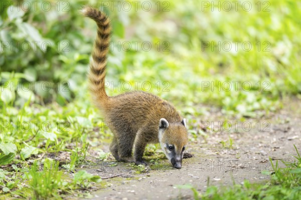 South American coati (Nasua nasua) youngster standing on the ground, captive, Zoo Augsburg