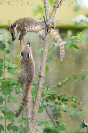 South American coati (Nasua nasua) youngsters klimbing in a tree, captive, Zoo Augsburg
