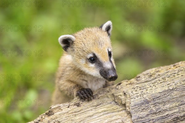 South American coati (Nasua nasua) youngster on an old tree trunk, captive, Zoo Augsburg