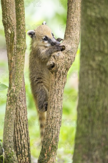 South American coati (Nasua nasua) youngster klimbing a little tree, captive, Zoo Augsburg