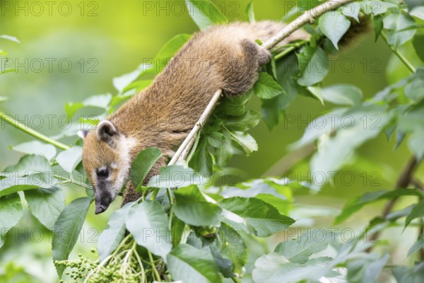 South American coati (Nasua nasua) youngster klimbing a little tree, captive, Zoo Augsburg