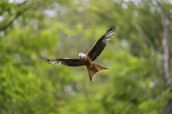 Red kite (Milvus milvus) flying in a forest in early summer, Bavaria, Germany