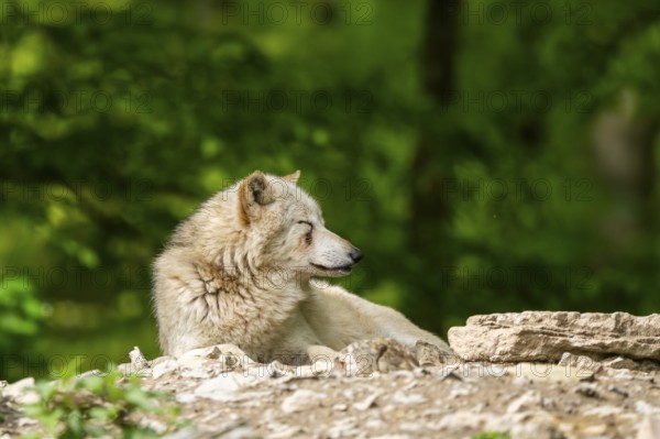 Eastern wolf (Canis lupus lycaon) lying on a little hill, Bavaria, Germany