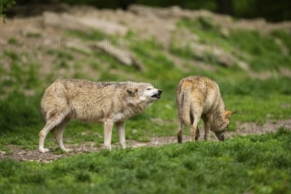 Eastern wolves (Canis lupus lycaon) standing on a meadow, Bavaria, Germany