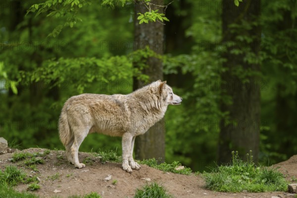 Eastern wolf (Canis lupus lycaon) standing on a little hill, Bavaria, Germany