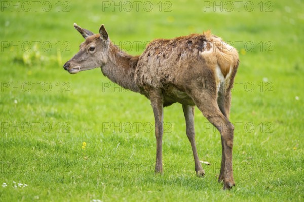 Red deer (Cervus elaphus) hind standing on a meadow, Bavaria, Germany
