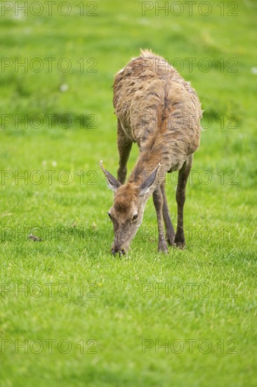 Red deer (Cervus elaphus) hind standing on a meadow, Bavaria, Germany