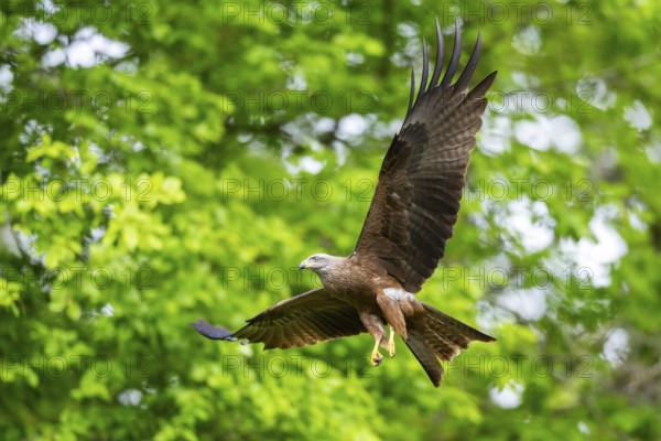 Black kite (Milvus migrans) flying in a forest in early summer, Bavaria, Germany