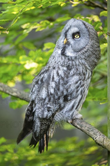 Ural owl (Strix uralensis) sitting on a branch, captive, Zoo Augsburg, Germany