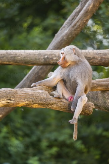 Hamadryas baboon (Papio hamadryas) male sitting, captive, Zoo Augsburg, Germany