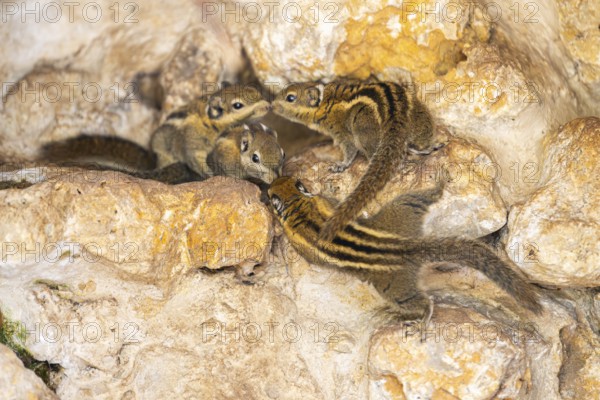 Eastern chipmunk (Tamias striatus), captive, Zoo Augsburg, Germany