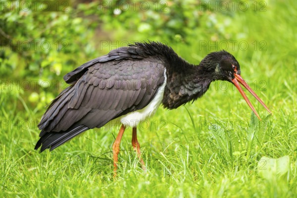Black stork (Ciconia nigra) walking on a meadow, Bavaria, Germany
