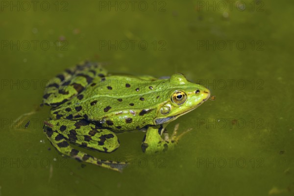 Edible frog (Pelophylax esculentus) in water, Bavaria, Germany