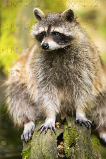 Common raccoon (Procyon lotor) on the edge of a little lake, Bavaria, Germany